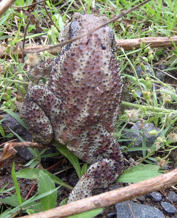 Американская квакша