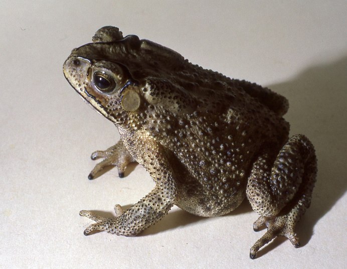 Буллфрог лягушка