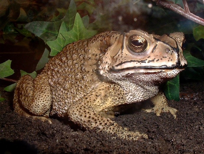 Bufo Gargarizans miyakonis