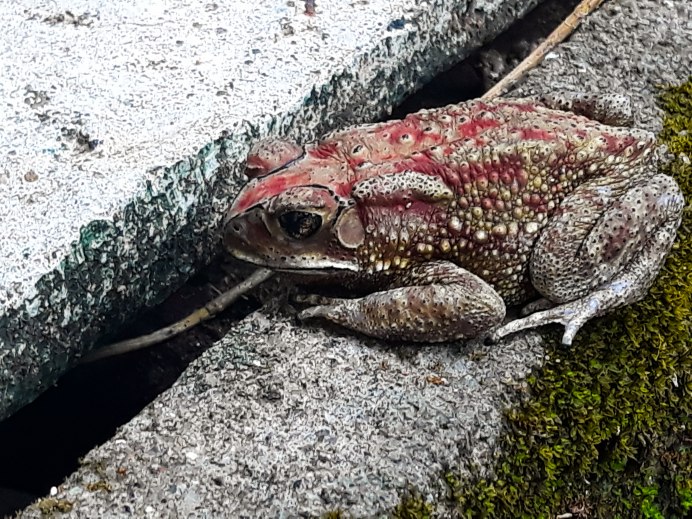 Жаба водонос