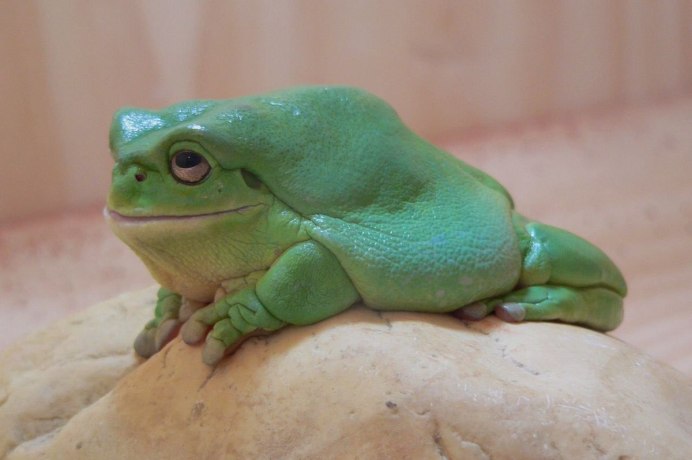 Лягушка водонос зубы