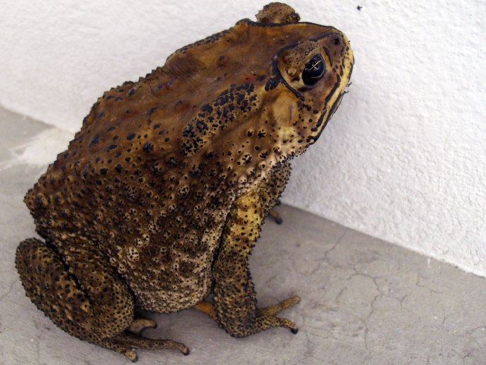 Огромная жаба