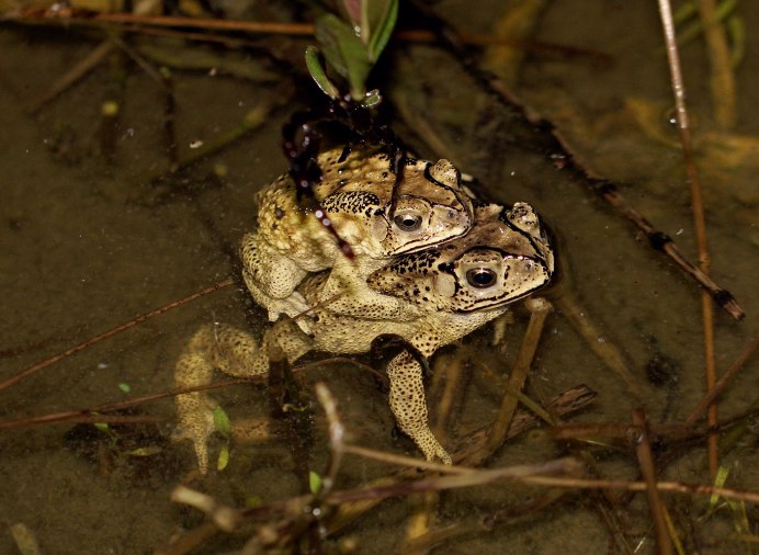 Жаба и лягушка