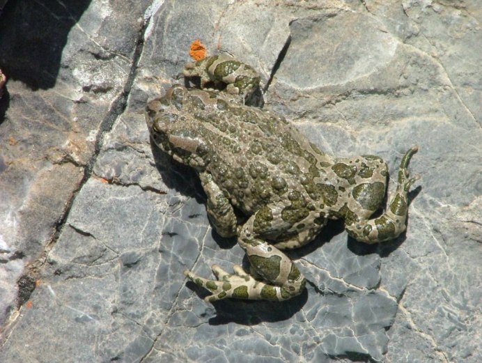 Hoplobatrachus rugulosus