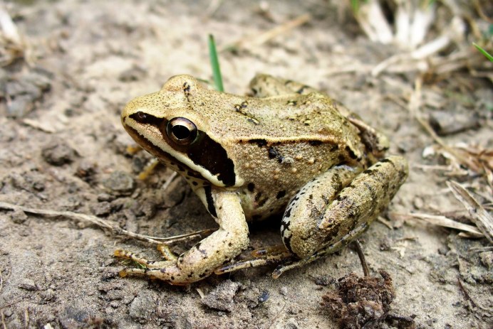 Коричневая пухлая лягушка
