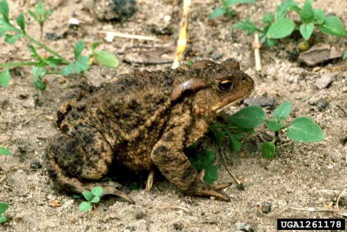 Пестрая Мантелла