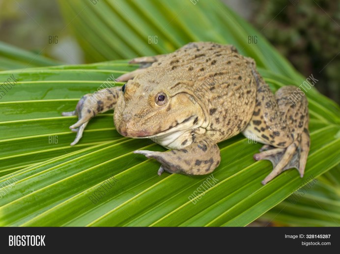 Жаба крашеная