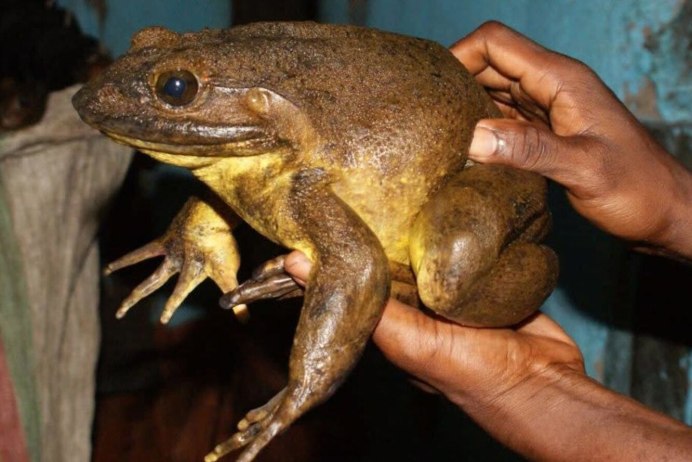Жаба парагвайская