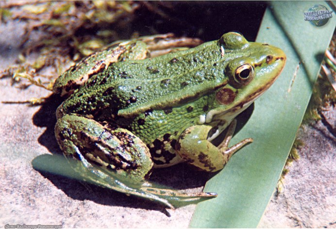 Лягушка Голиаф