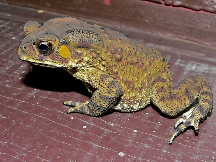 Восточно азиатская лягушка