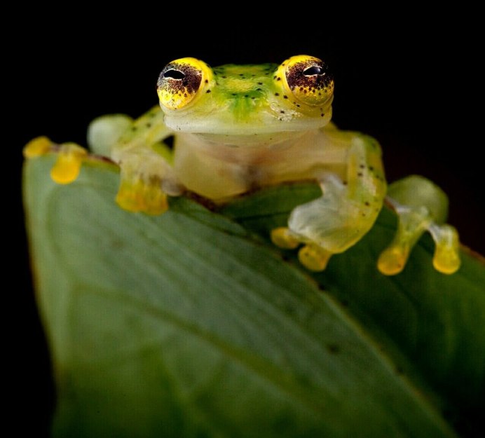 Озёрная лягушка Rana ridibunda