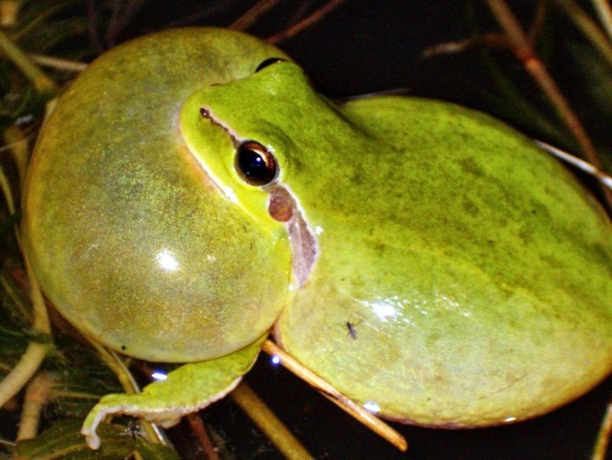 Тайваньские съедобные лягушки