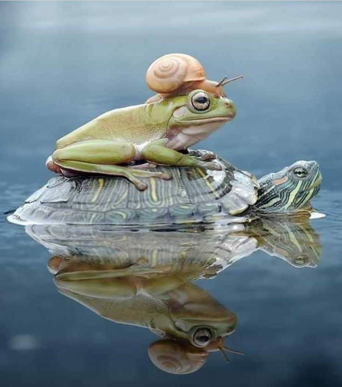 Жаба пузырчатая