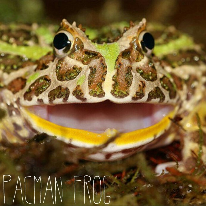 Лягушка с открытым ртом