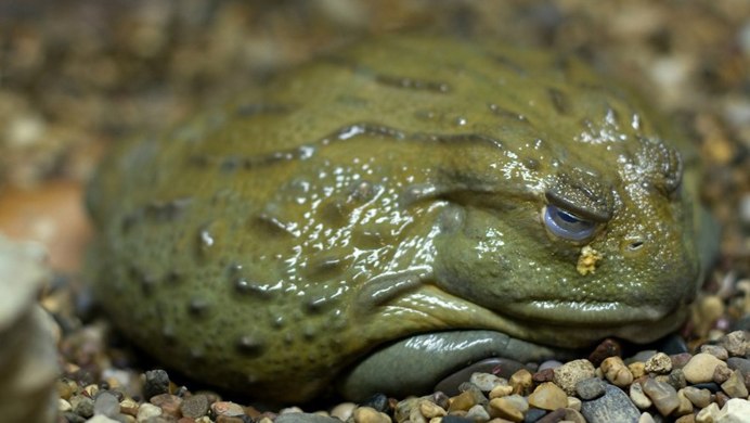 Пакман лягушка