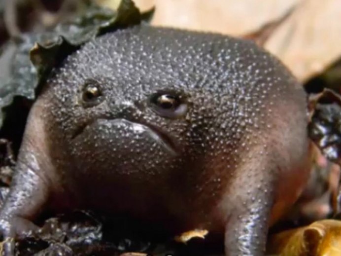 Редкие лягушки