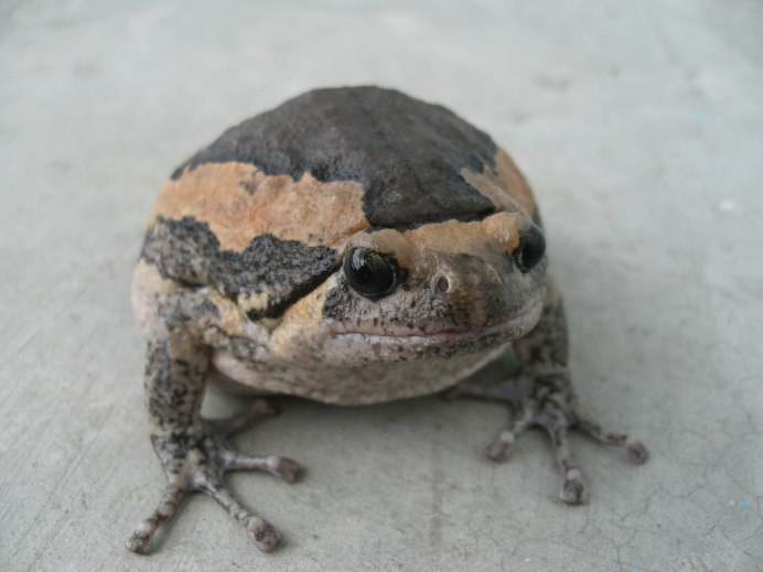 Лягушка рогатая чесночница