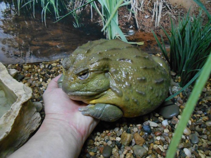 Узкорот лягушка