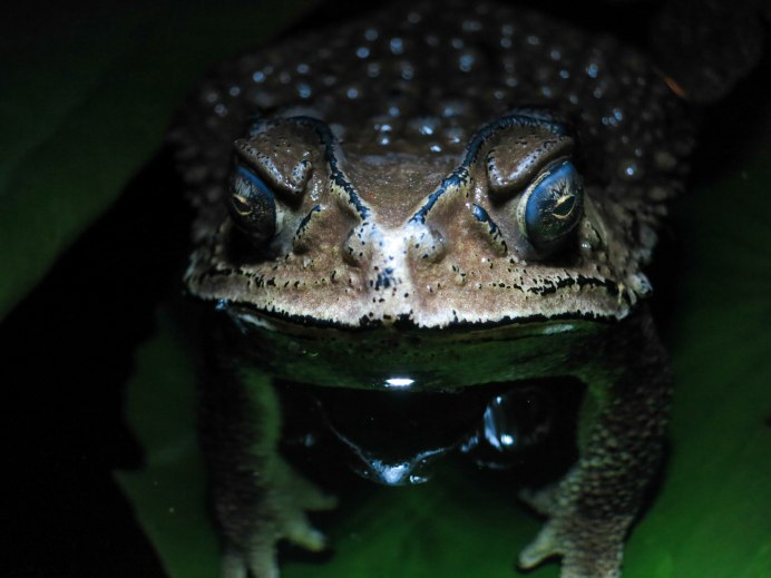 Азиатская лягушка