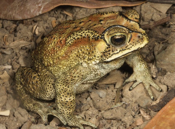 Bufo melanostictus
