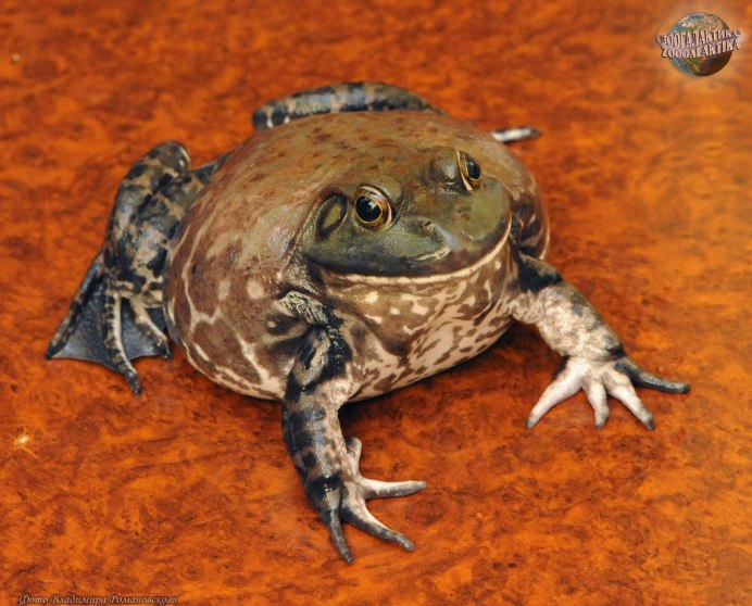 Жаба с большими губами