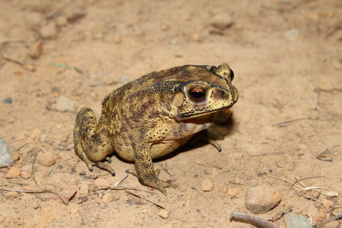 Duttaphrynus melanostictus