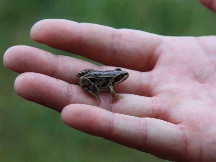 Центральноазиатская лягушка