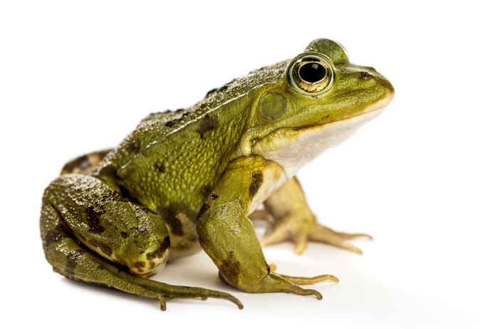 Чернорубцовая жаба