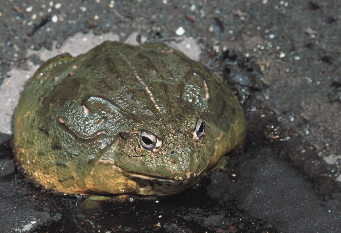 Лягушка на белом фоне