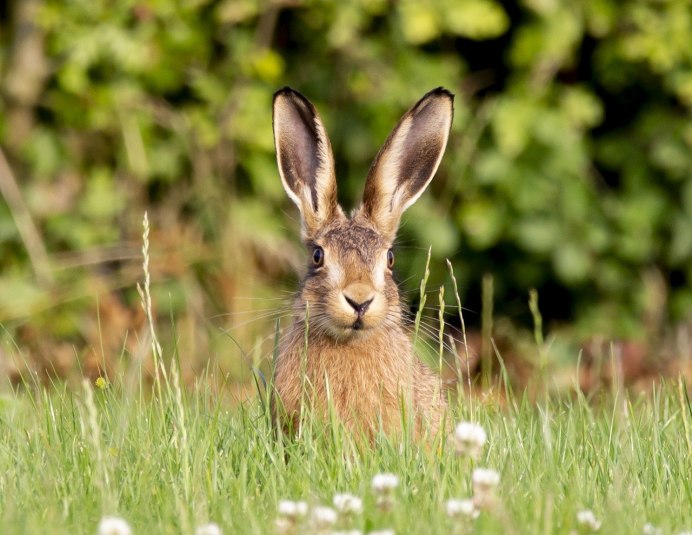 Black-tailed Jackrabbit