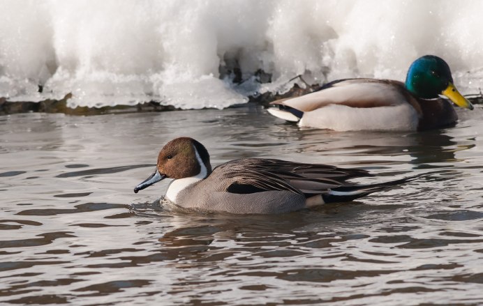 Pintail Avenue