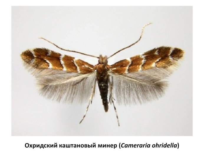 Минирующая моль на каштанах