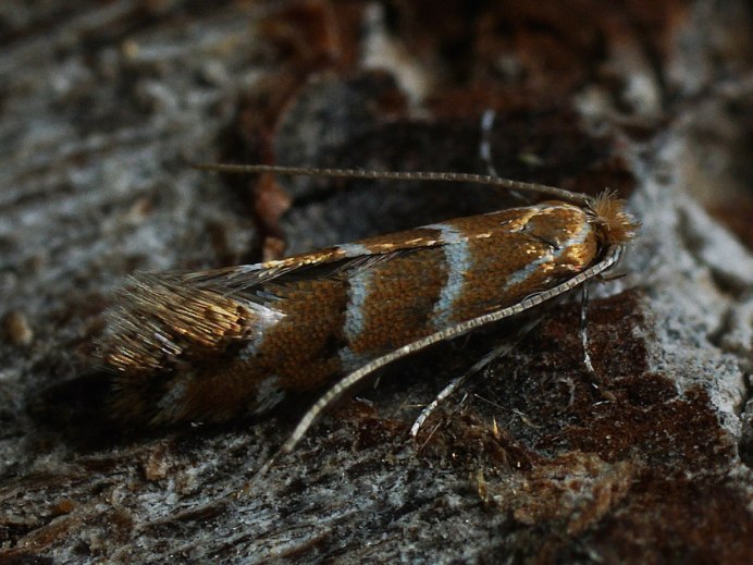 Cameraria ohridella листья каштана