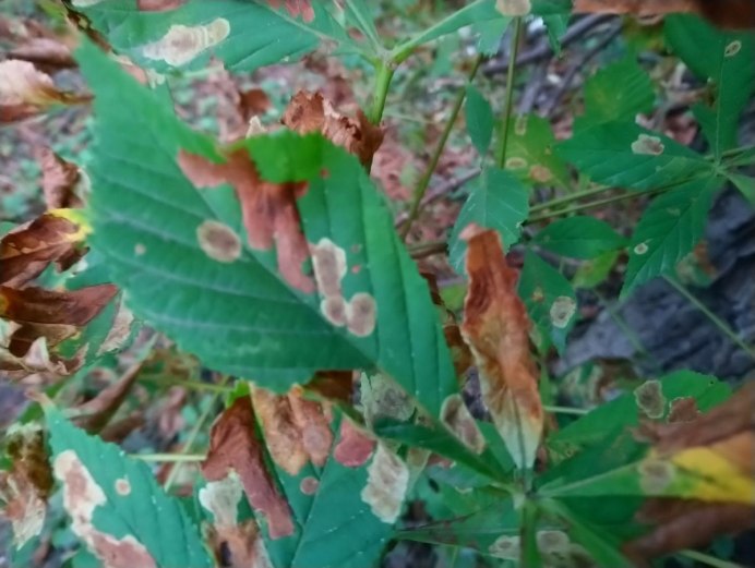 Eulithis mellinata Пяденица ночная полосатая