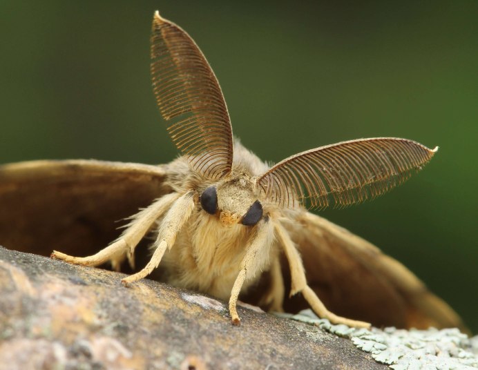 Cameraria ohridella листья каштана