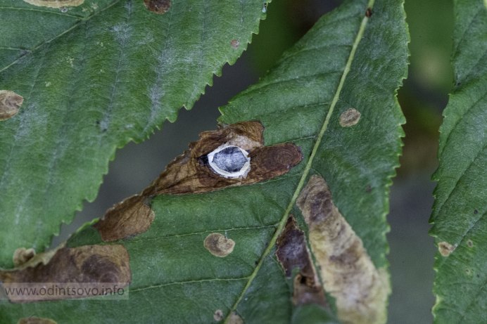 Plagodis alcoolaria