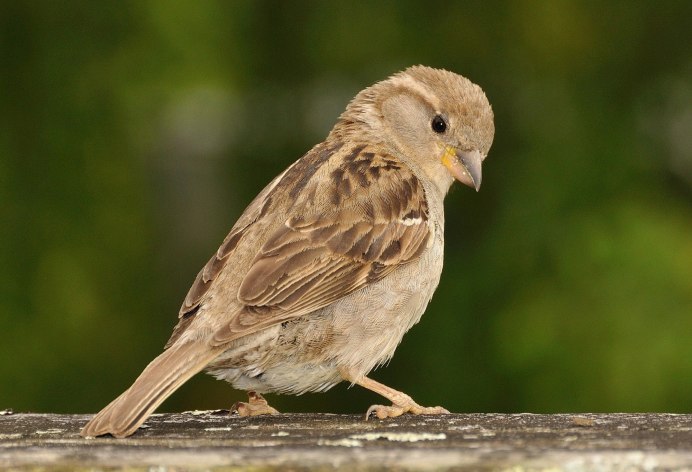 This Sparrow is(little) than that one