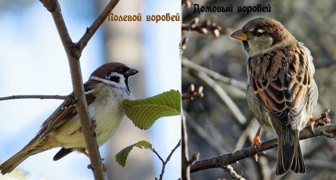 Домашний Воробей
