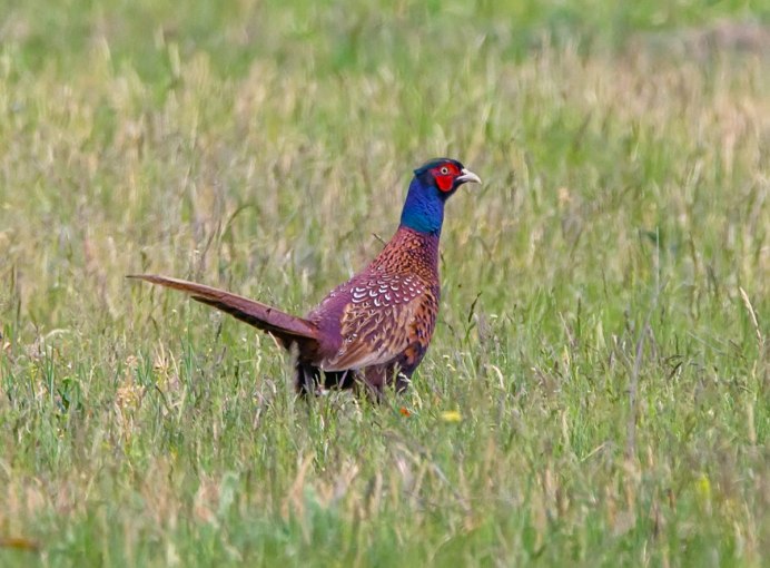 Предкавказский фазан (Phasianus colchicus septentrionalis)