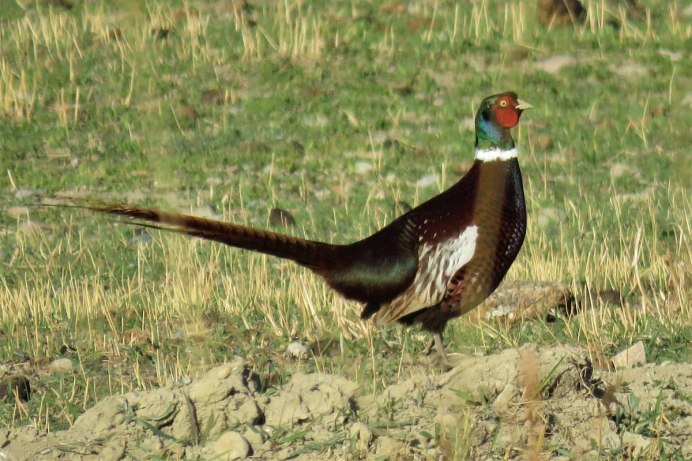 Предкавказский фазан (Phasianus colchicus septentrionalis)