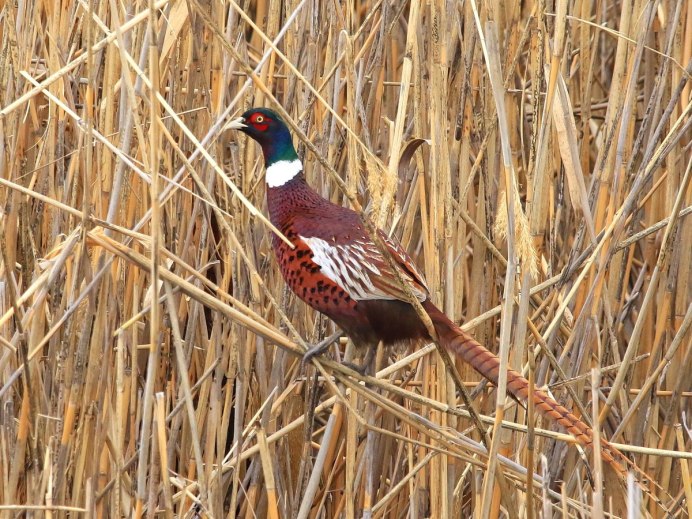 Phasianus colchicus colchicus