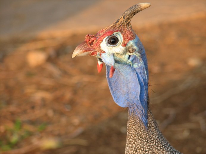 Crested Guinea Fowl