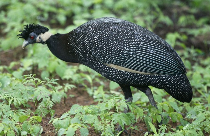 Vulturine Guineafowl