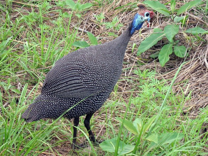Crested Guinea Fowl Skin