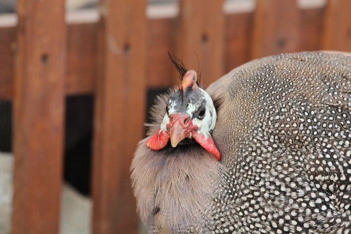 Perlhuhn