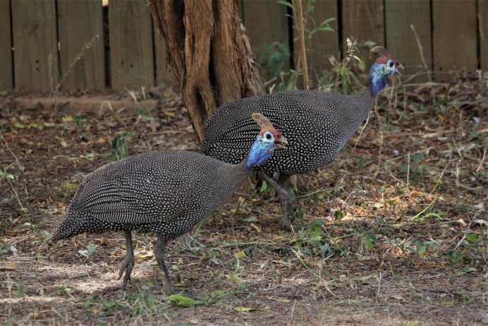 Vulturine Guineafowl