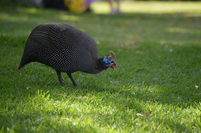 Guinea Fowl in the House