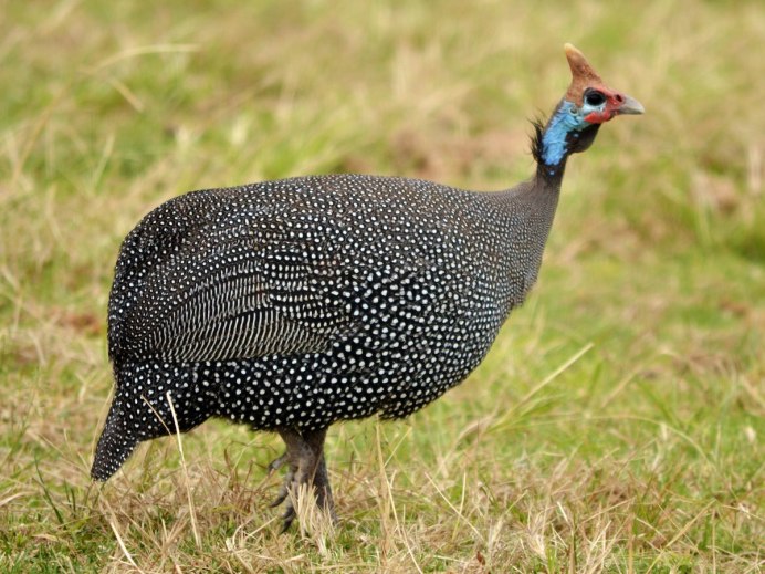 Vulturine Guineafowl