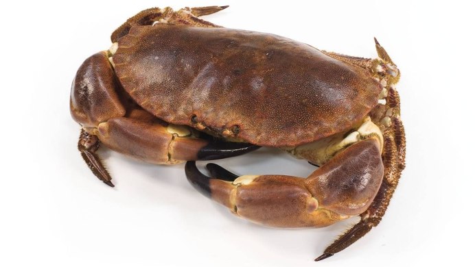 Большой сухопутный краб Cancer Pagurus