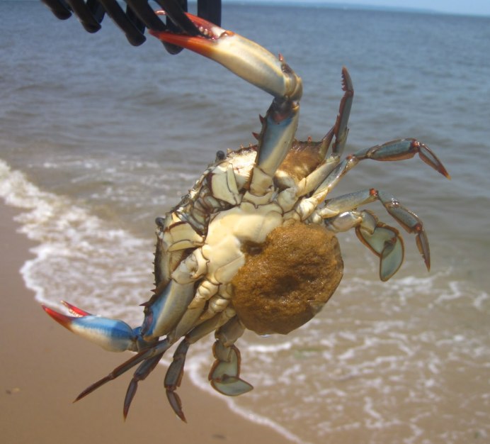 Морской Крабик коричневый